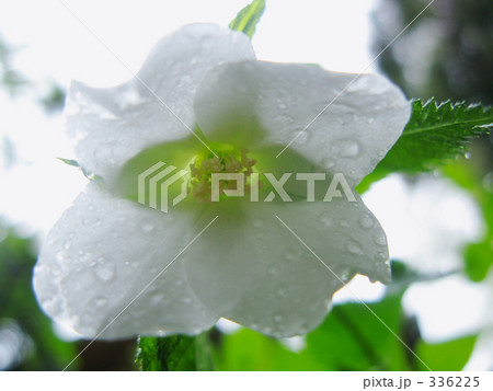 白いやまぶき雨上がり 白いやまぶき雨上がり 336225