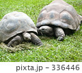 寄り添う カメ ガラパゴス・ゾウガメ カップル 寄り添う カメ ガラパゴス・ゾウガメ カップル 336446