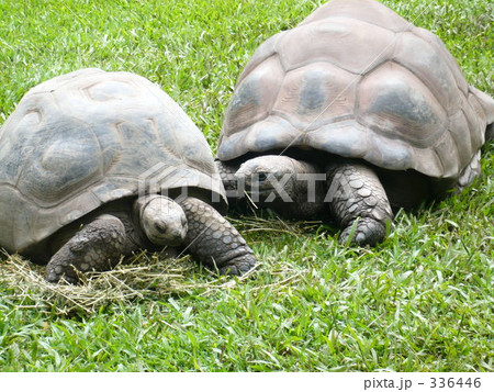 寄り添う カメ ガラパゴス・ゾウガメ カップル 寄り添う カメ ガラパゴス・ゾウガメ カップル 336446