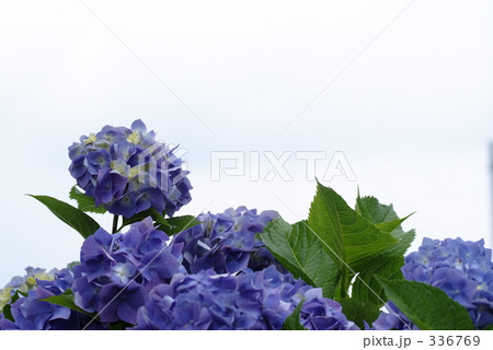 紫陽花 紫陽花 336769