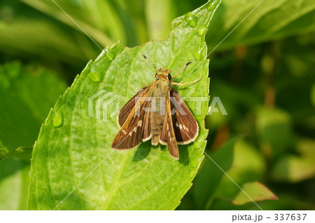 イチモンジセセリ イチモンジセセリ 337637