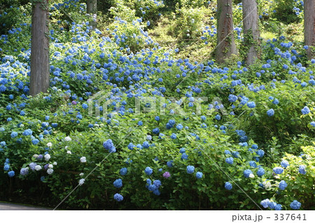 樹下のアジサイ 337641