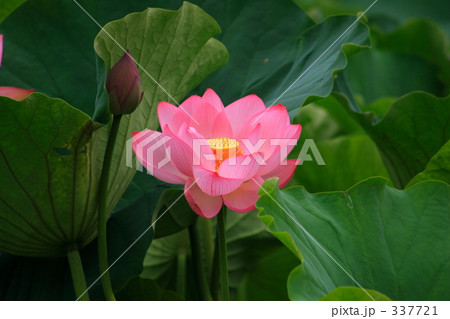 蓮華 蓮の華 蓮華 蓮の華 337721