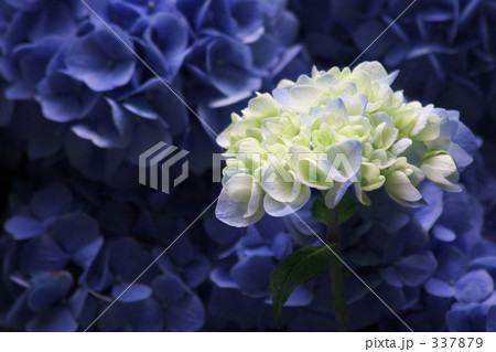 夢の中へ 夢の中へ 337879