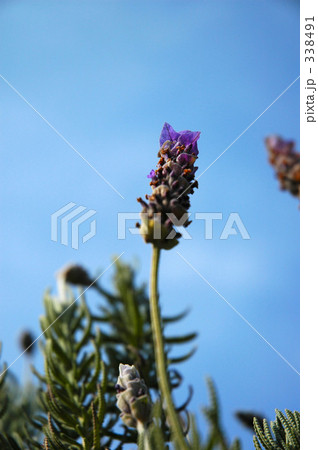 ハーブ ハーブ 338491