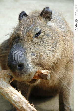 動物 338522