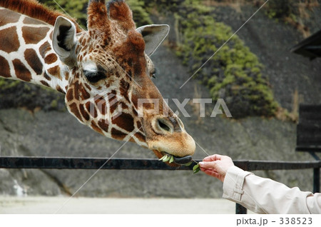 動物 動物 338523