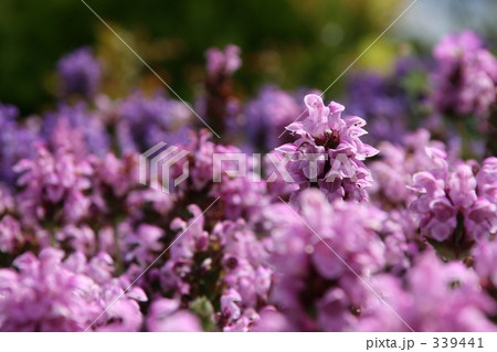 ウツボグサ ウツボグサ 339441