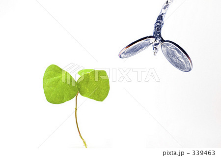命とお金の芽 命とお金の芽 339463
