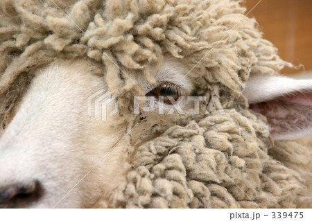 羊のアップ 339475