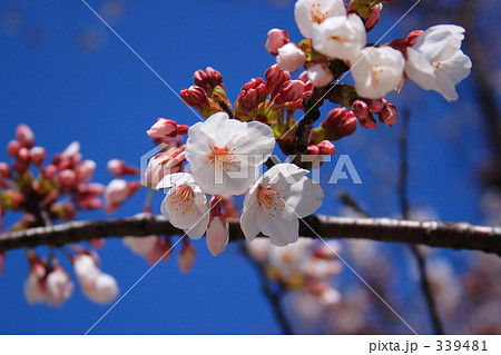 桜 桜 339481
