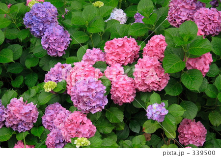 紫陽花 339500