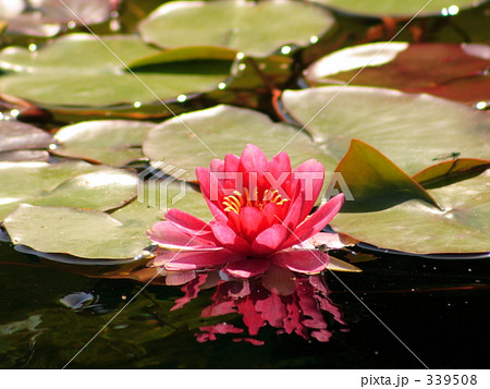睡蓮 339508