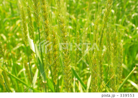 麦畑 339553