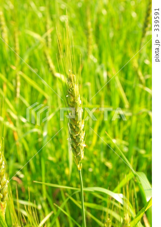 麦畑 339591