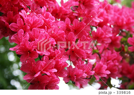 朝のツツジ 339816