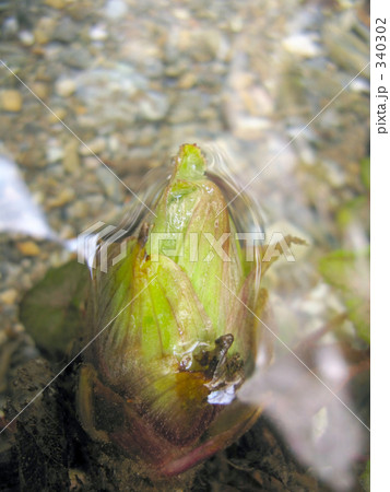水の中からフキノトウ 水の中からフキノトウ 340302