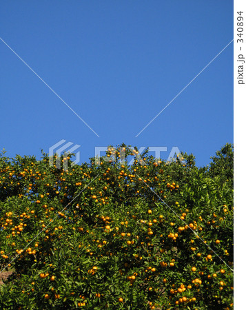 青空みかん山 青空みかん山 340894