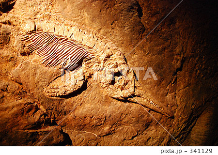 化石 化石 341129