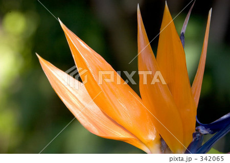 ゴクラクチョウカ 342065