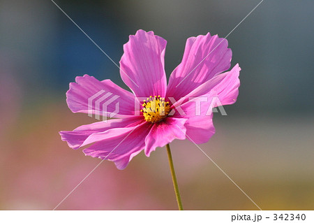 コスモス 342340