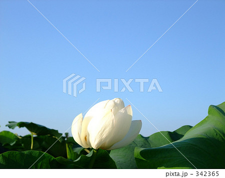 蓮のつぼみ５ 342365