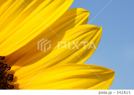 ひまわり 342815