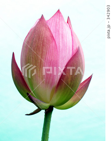 古代蓮の綻び 342903