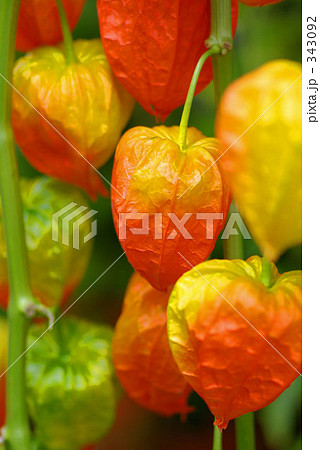 ほおずき～クローズアップ 343092