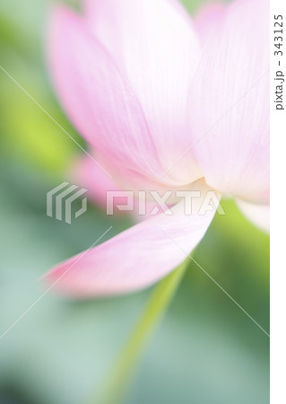 蓮の花Ⅱ 343125