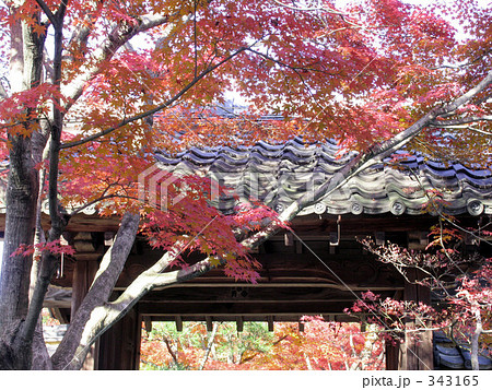 光悦寺の秋 光悦寺の秋 343165