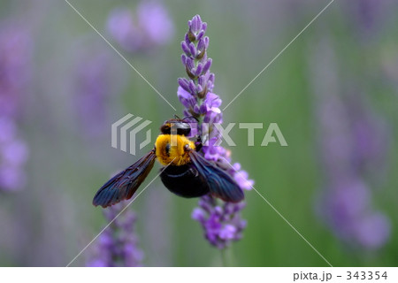 丸いハチ ラベンダー紫の花 黒いハチの写真素材