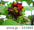 ひまわり　赤茶色の蕾 343884