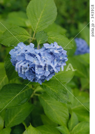 ハートの紫陽花 ハートの紫陽花 343918