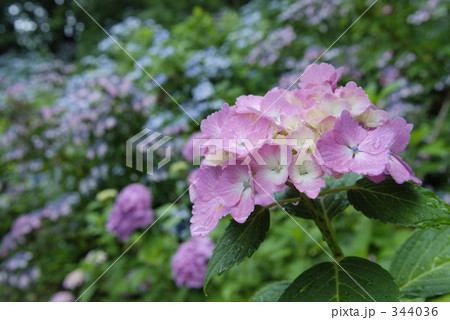 恋色の紫陽花 恋色の紫陽花 344036