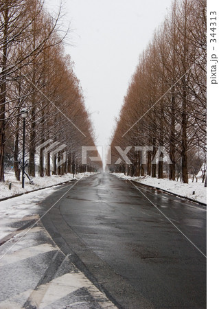 メタセコイヤ並木 メタセコイヤ並木 344313