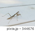 テラスにいるカマキリ 344676