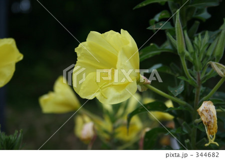 宵待草 宵待草 344682