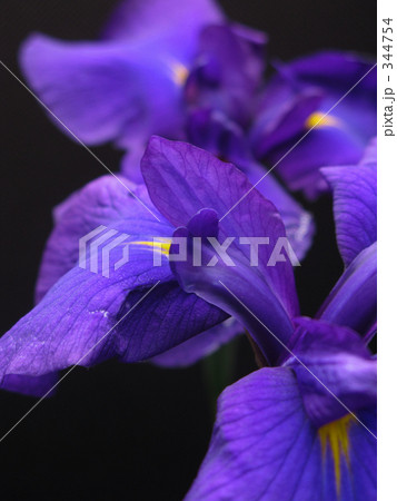 ノハナショウブ ノハナショウブ 344754