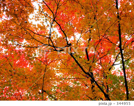 京都の紅葉 344955
