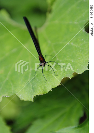 カメラ目線のハグロトンボ 344999