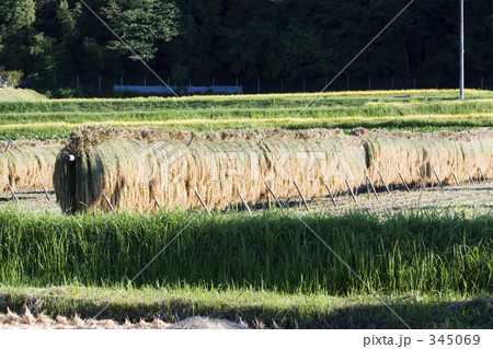 お米の天日乾し 345069