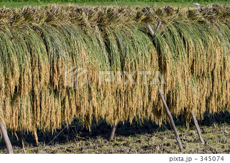 お米の天日乾し 345074