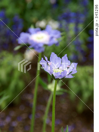 スカビオサ 345296