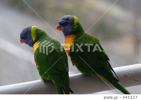 ナナイロインコ２ 345327