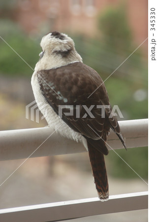 ワライカワセミ５ 345330