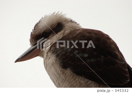 ワライカワセミ３ 345332