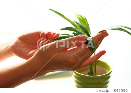 職場の緑化 345596