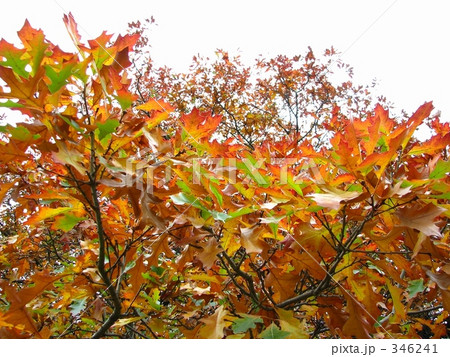 紅葉 紅葉 346241