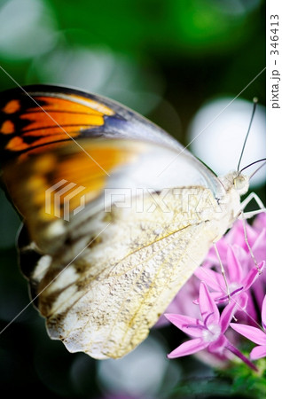 ツマベニチョウ 346413